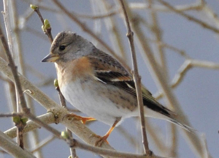 Kvkerfinke, Fringilla montifringilla