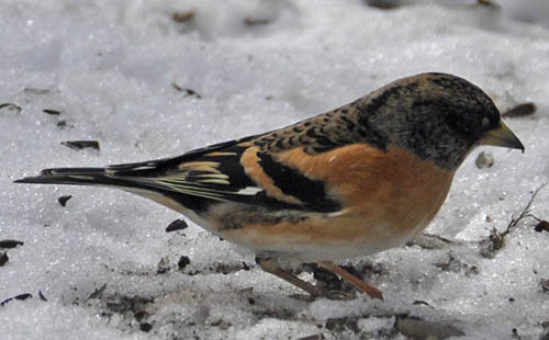 Kvkerfinke, Fringilla montifringilla