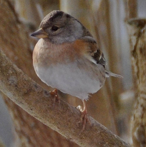 Kvkerfinke, Fringilla montifringilla