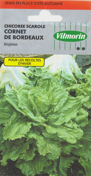 Endivie, Cornet de Bordeaux, Cichorium endivia </i>L.<i>