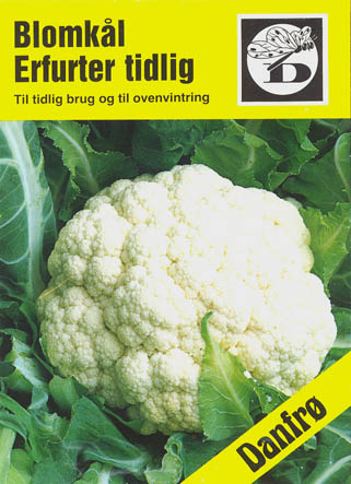 Blomkl, Erfurter, Brassica oleracea </i>L. var. <i>botytris