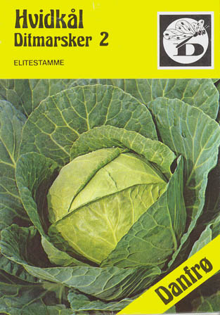 Hvidkl, Ditmarsker 2, Brassica oleracea </i>L. var. <i>alba