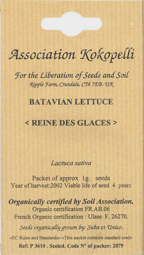 Havesalat, hovedsalat, Reine des Glaces, Lactuca sativa </i>L. var. <i>capitata