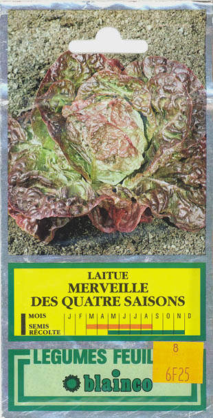 Havesalat, pluksalat, Merveille des quatre saisons, Lactuca sativa </i>L. var. <i>crispa