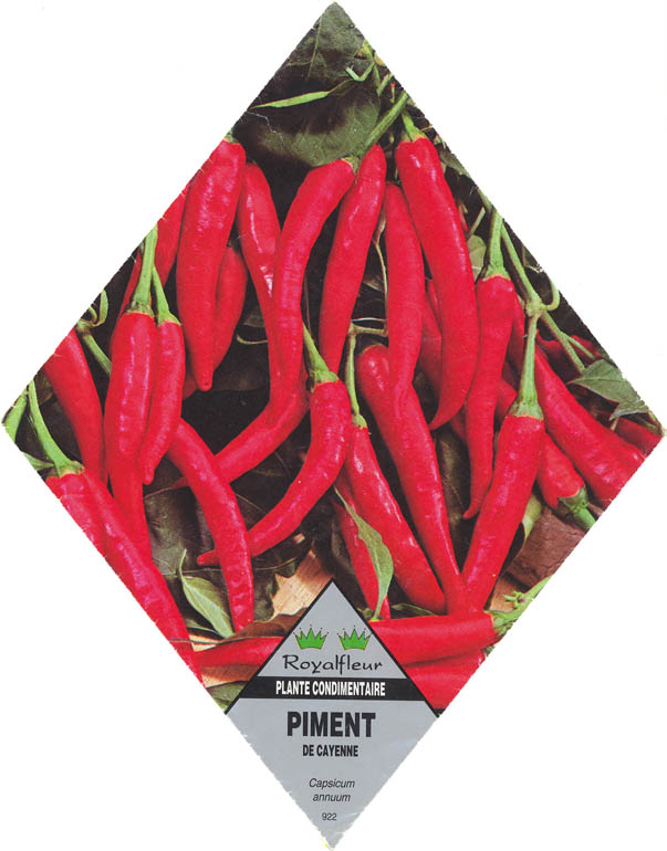 Chilipeber, Paprika de Cayenne, Capsicum annuum </i>L.<i>