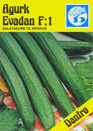 Agurk, Evadan F1, Cucumis sativus </i>L.<i>