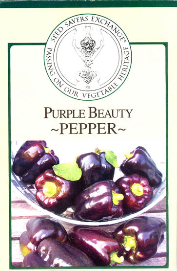 Peberfrugt (Spansk peber), Purple Beauty, Capsicum annuum </i>L.<i>